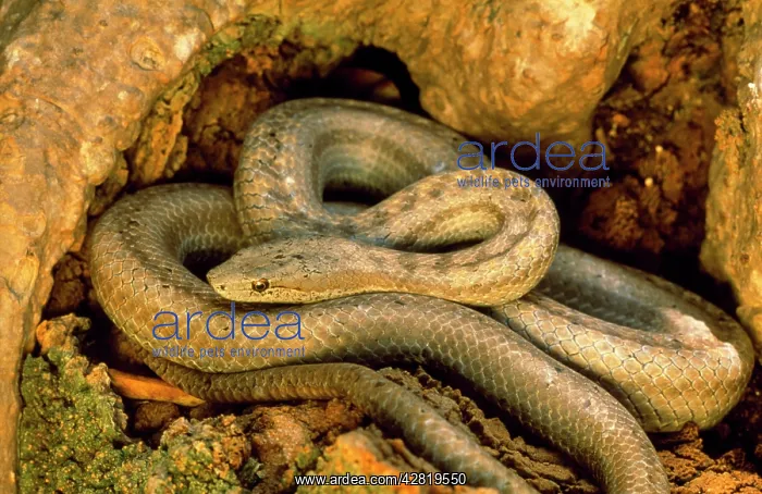 : Antiguan Racer SNAKE : Antiguan Racer SNAKE