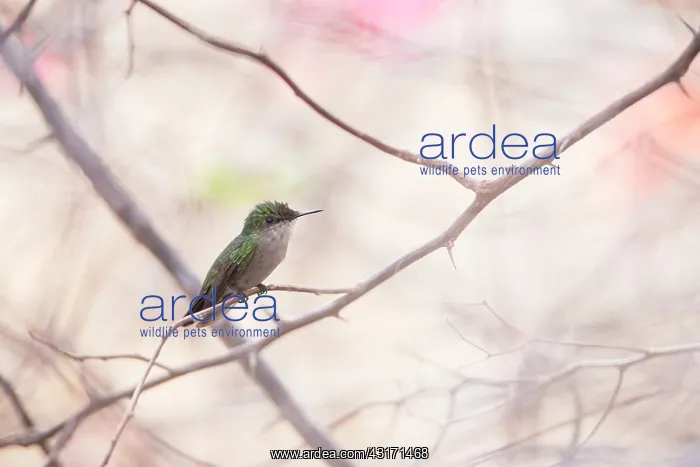 : Antillean Crested Hummingbird (Orthorhyncus cristatus) : Antillean Crested Hummingbird (Orthorhyncus cristatus)
