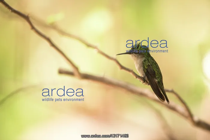 : Antillean Crested Hummingbird (Orthorhyncus cristatus) : Antillean Crested Hummingbird (Orthorhyncus cristatus)