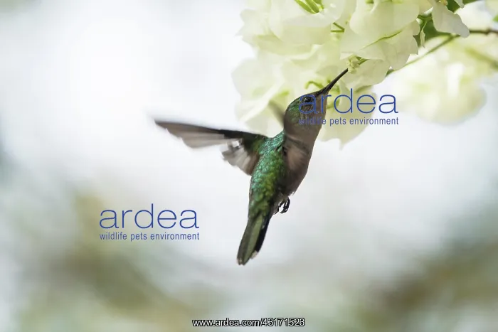  : Antillean Crested Hummingbird (Orthorhyncus cristatus)
