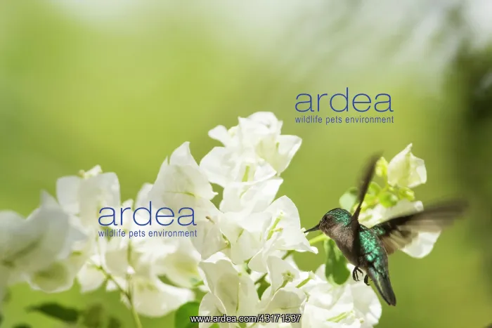 : Antillean Crested Hummingbird (Orthorhyncus cristatus) : Antillean Crested Hummingbird (Orthorhyncus cristatus)