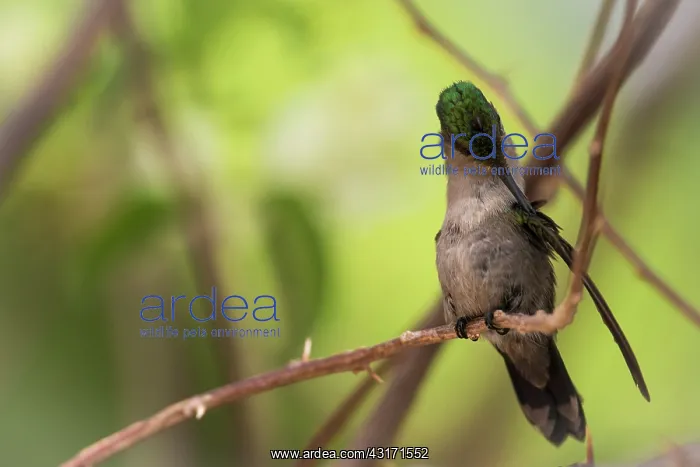 : Antillean Crested Hummingbird (Orthorhyncus cristatus) : Antillean Crested Hummingbird (Orthorhyncus cristatus)