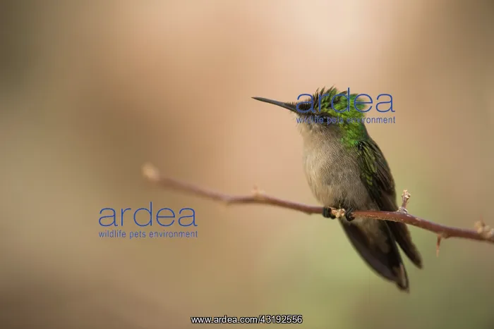 : Antillean Crested Hummingbird (Orthorhyncus cristatus) : Antillean Crested Hummingbird (Orthorhyncus cristatus)