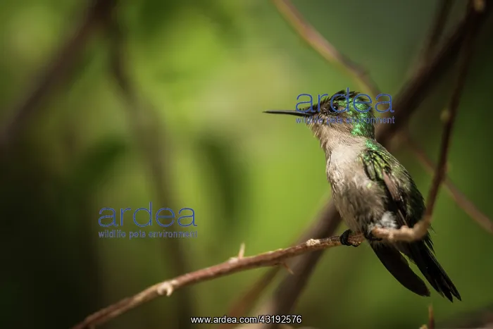 : Antillean Crested Hummingbird (Orthorhyncus cristatus) : Antillean Crested Hummingbird (Orthorhyncus cristatus)