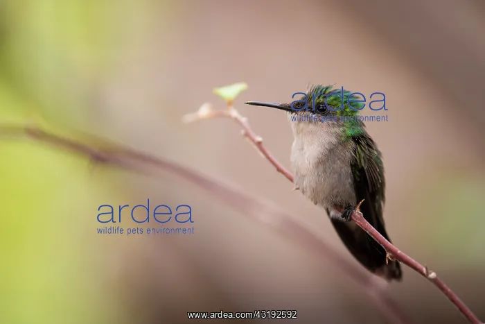 : Antillean Crested Hummingbird (Orthorhyncus cristatus) : Antillean Crested Hummingbird (Orthorhyncus cristatus)