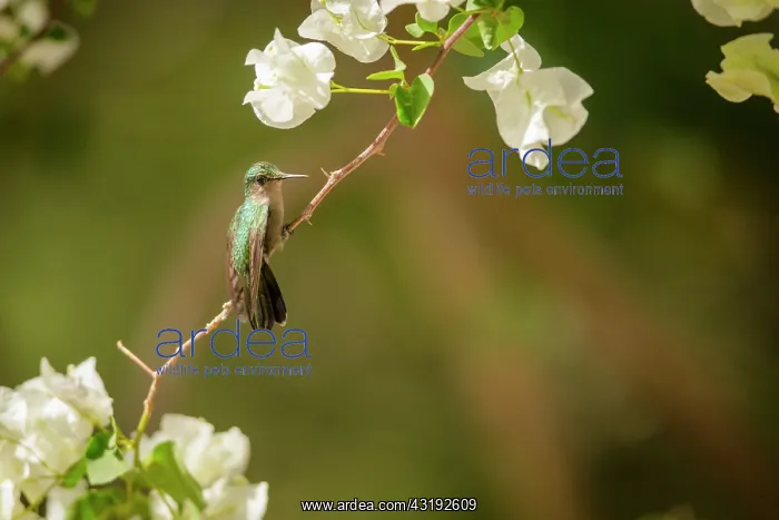 : Antillean Crested Hummingbird (Orthorhyncus cristatus) : Antillean Crested Hummingbird (Orthorhyncus cristatus)