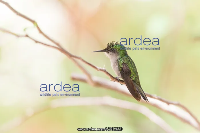 : Antillean Crested Hummingbird (Orthorhyncus cristatus) : Antillean Crested Hummingbird (Orthorhyncus cristatus)