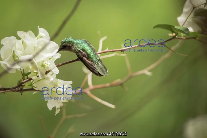 : Antillean Crested Hummingbird (Orthorhyncus cristatus) : Antillean Crested Hummingbird (Orthorhyncus cristatus)