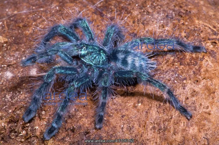 : Antilles Pinktoe Tarantula : Antilles Pinktoe Tarantula