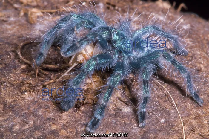 : Antilles Pinktoe Tarantula : Antilles Pinktoe Tarantula
