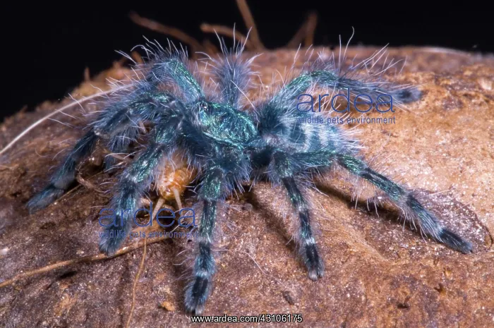 : Antilles Pinktoe Tarantula : Antilles Pinktoe Tarantula