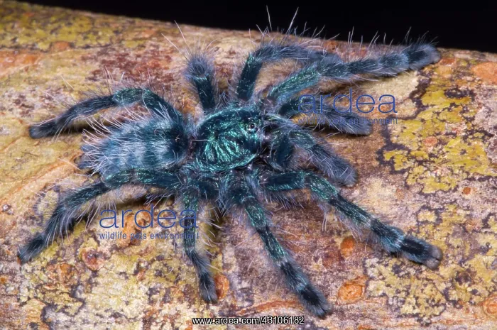 : Antilles Pinktoe Tarantula : Antilles Pinktoe Tarantula
