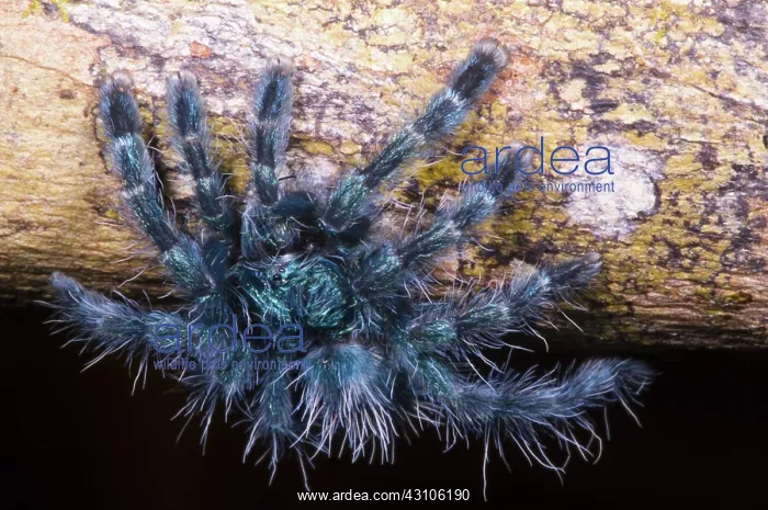 : Antilles Pinktoe Tarantula : Antilles Pinktoe Tarantula