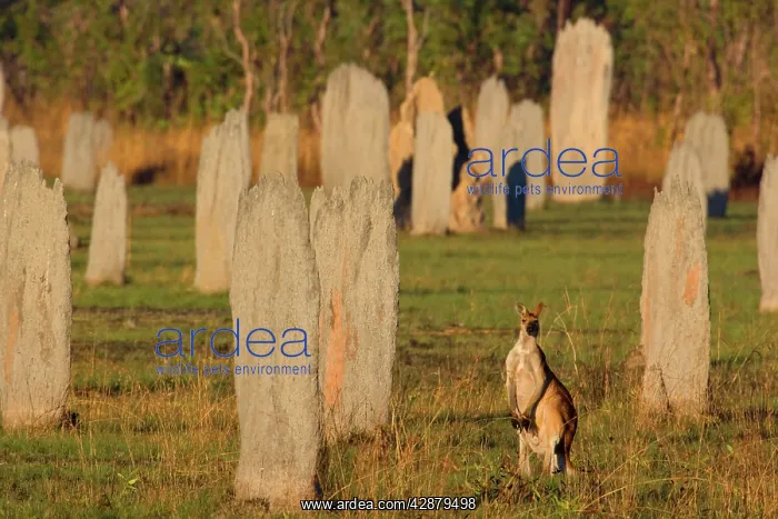 : Antilopine Wallaroo - adult Antilopine Wallaroo : Antilopine Wallaroo - adult Antilopine Wallaroo