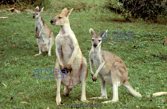  : Antilopine wallaroo (Macropus antilopinus) juveniles