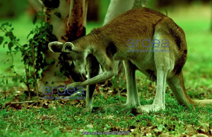 : Antilopine wallaroo (Macropus antilopinus) Thermoregulation: : Antilopine wallaroo (Macropus antilopinus) Thermoregulation: