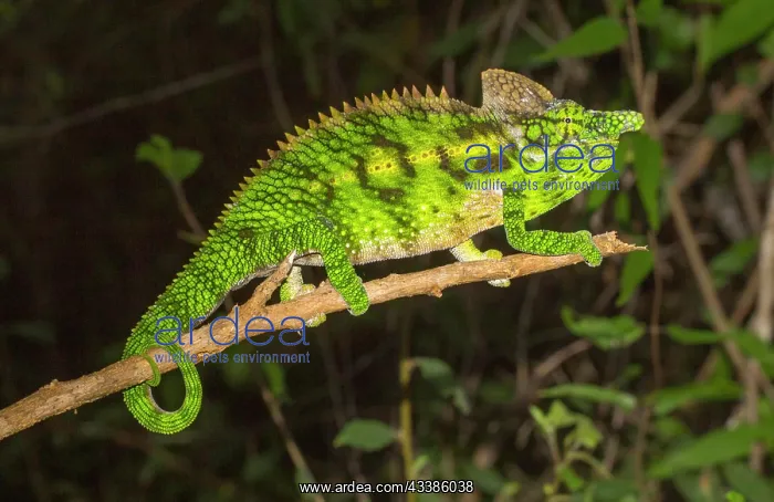 : Antimena chameleon (Furcifer antimena), male, on : Antimena chameleon (Furcifer antimena), male, on
