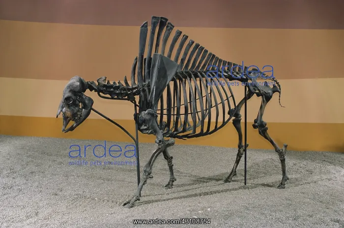 : Antique Bison : Antique Bison