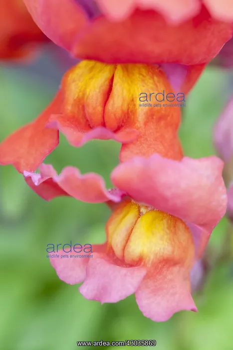  : Antirrhinum Flowers, Norfolk UK