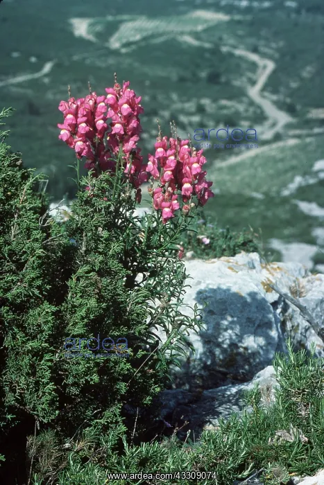 : ANTIRRHINUM - large : ANTIRRHINUM - large