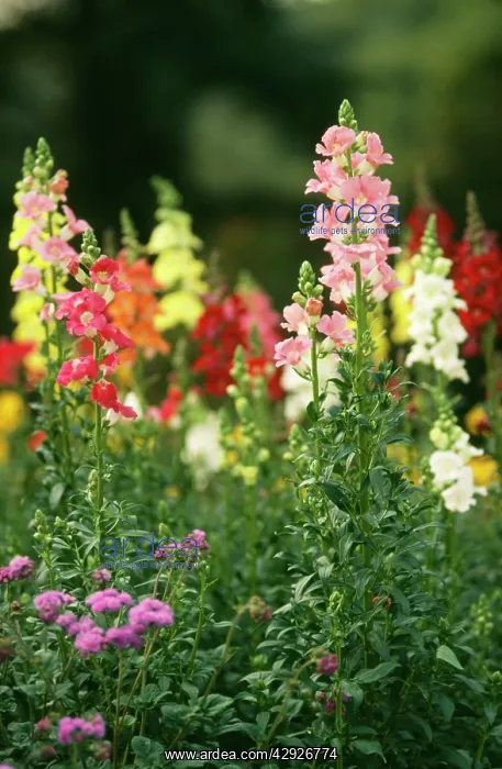  : ANTIRRHINUMS