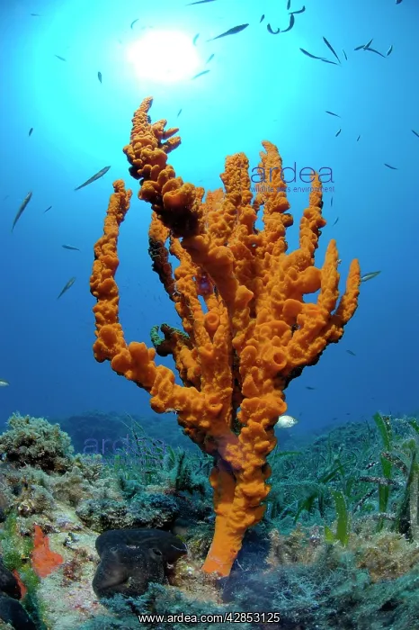  : Antler Sponge