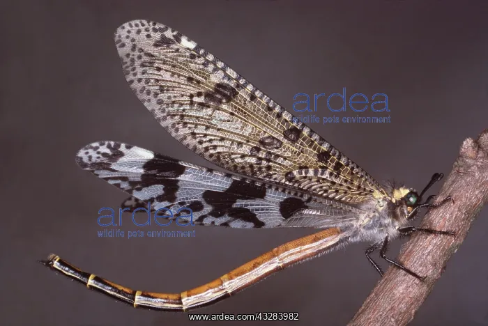 : ANTLION - ADULT : ANTLION - ADULT