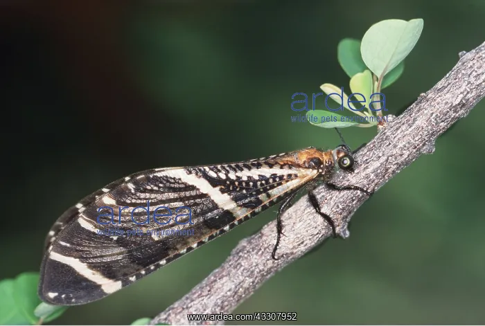 : ANTLION - ADULT : ANTLION - ADULT