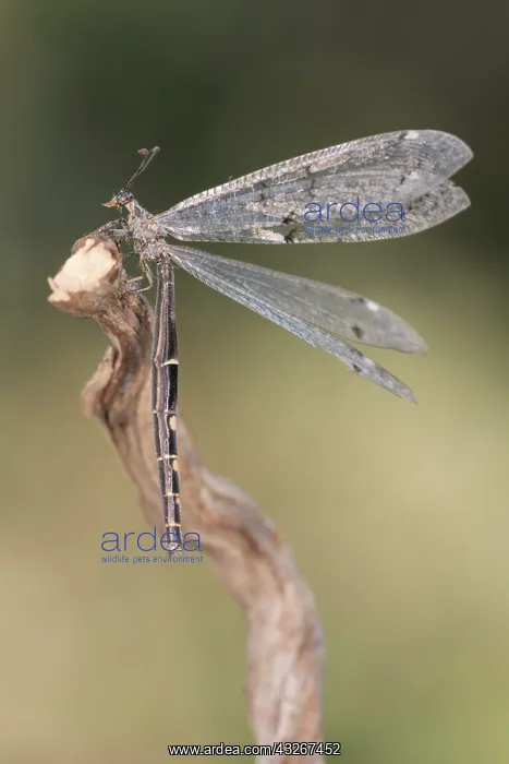 : The Antlion (Distoleon tetragrammicus) resting on : The Antlion (Distoleon tetragrammicus) resting on