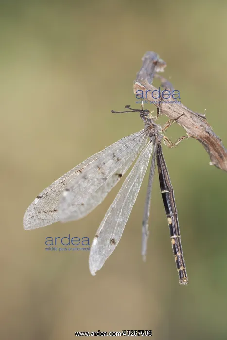 : The Antlion (Distoleon tetragrammicus) resting on : The Antlion (Distoleon tetragrammicus) resting on