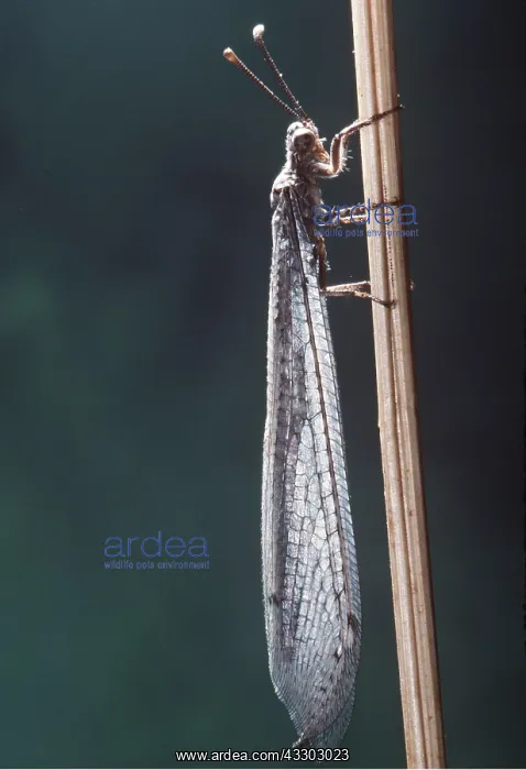: ANTLION (FLY) - ADULT ON STICK : ANTLION (FLY) - ADULT ON STICK