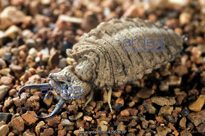 : Antlion larva - close-up : Antlion larva - close-up