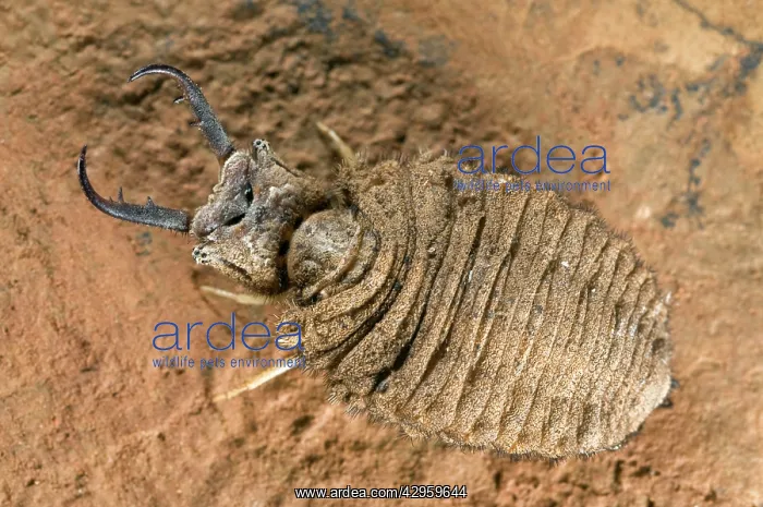 : Antlion larva - close-up : Antlion larva - close-up