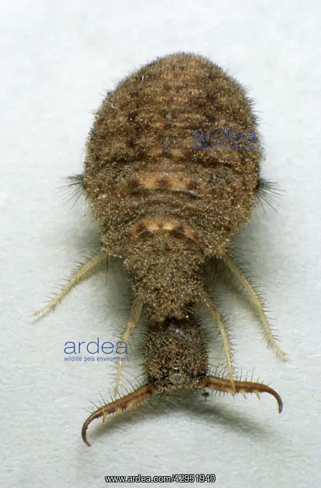 : Antlion larva on a paper sheet : Antlion larva on a paper sheet