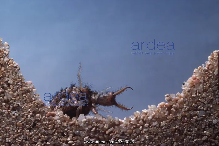 : ANTLION LARVAE - ON STONES : ANTLION LARVAE - ON STONES