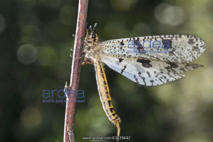 : The Antlion (Palpares libelluloides) resting : The Antlion (Palpares libelluloides) resting