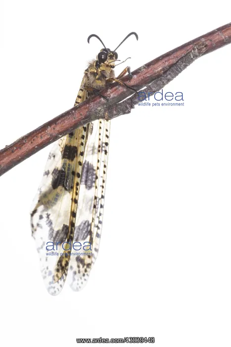  : The Antlion (Palpares libelluloides) resting