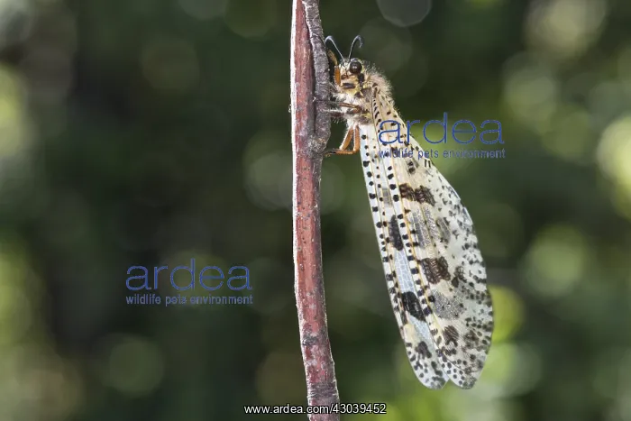 : The Antlion (Palpares libelluloides) resting : The Antlion (Palpares libelluloides) resting