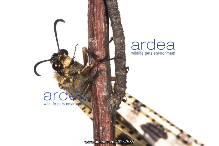 : The Antlion (Palpares libelluloides) resting : The Antlion (Palpares libelluloides) resting