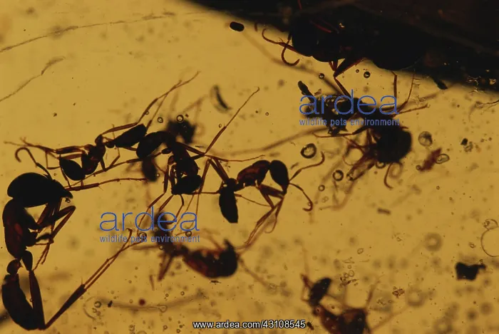 : Ants in Amber : Ants in Amber