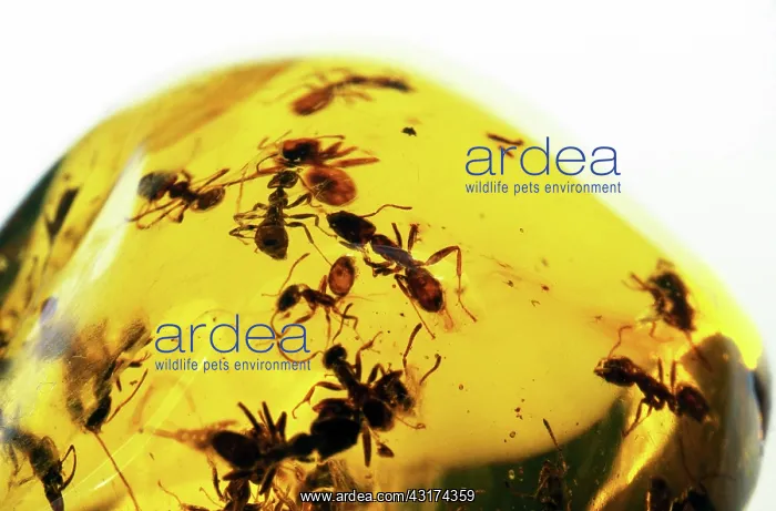 : Ants in Amber : Ants in Amber