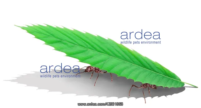 : Ants - carrying leaf : Ants - carrying leaf