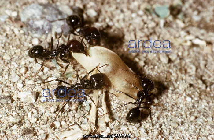 : ANTS - Co-operating together to bring vegetation to nest : ANTS - Co-operating together to bring vegetation to nest