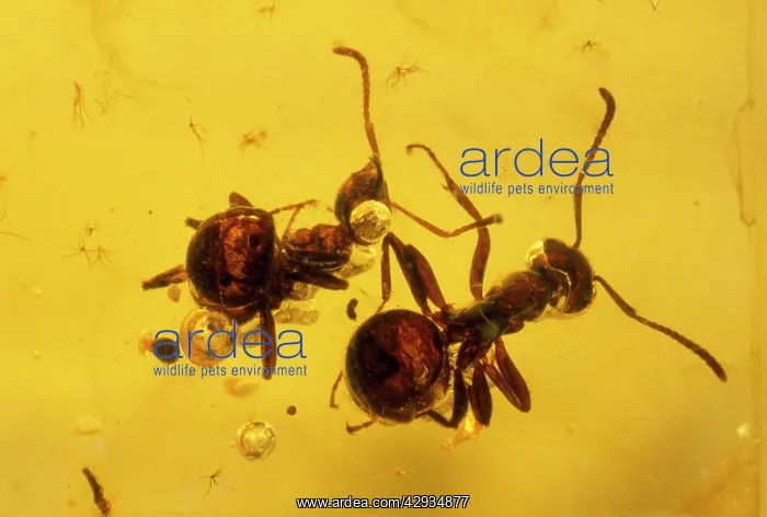 : Ants - embrdded in baltic amber. Upper Eocene : Ants - embrdded in baltic amber. Upper Eocene