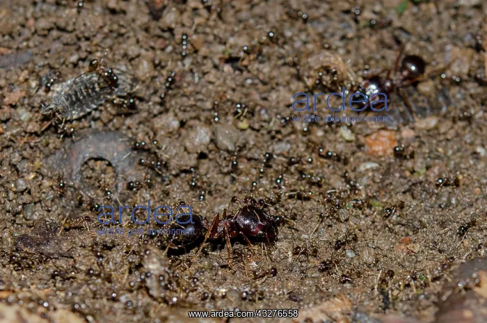 : Ants with extreme size dimorphism between castes : Ants with extreme size dimorphism between castes