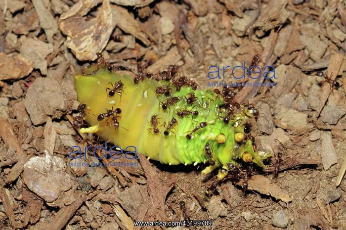 : Ants Feeding : Ants Feeding