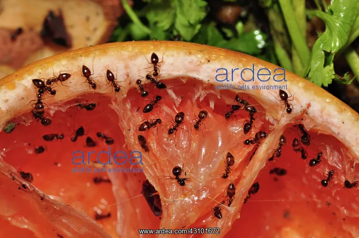 : Ants Feeding on Grapefruit : Ants Feeding on Grapefruit