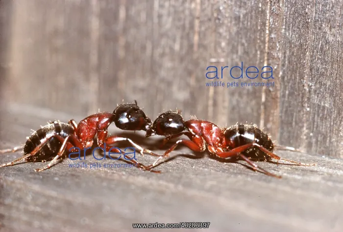 : ANTS - FIGHTING : ANTS - FIGHTING