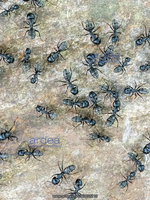 : Ants (Formicidae), Serres, Greece, Europe : Ants (Formicidae), Serres, Greece, Europe
