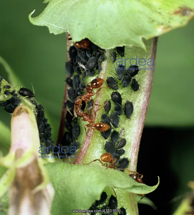 : Ants Guarding Aphids : Ants Guarding Aphids